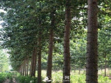 河南周口：培育出不飞絮的杨树新品种