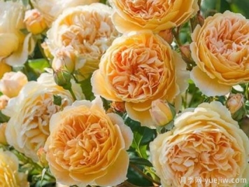 大花香水月季的养护方法，分享10种花香飘满屋