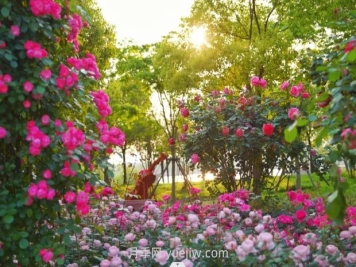 上海前滩休闲公园，月季花海盛景等你赏