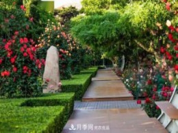 秦皇岛适合养月季花，市花和市树是什么